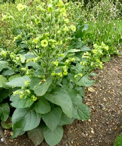 Nicotiana rustica Plant